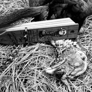 Box Calls